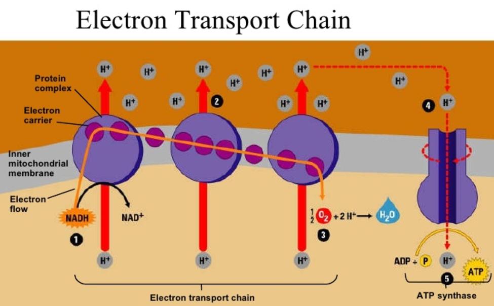 cellular respiration more