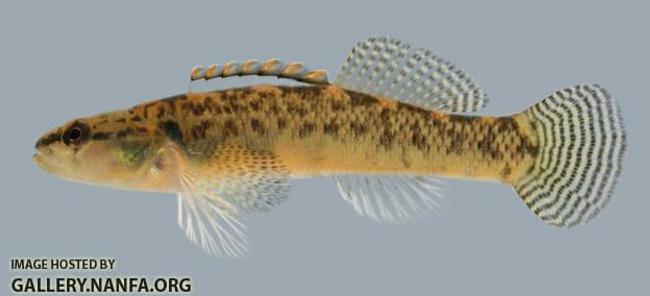 KY Darters