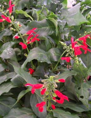 Windwalker Royal Red Salvia