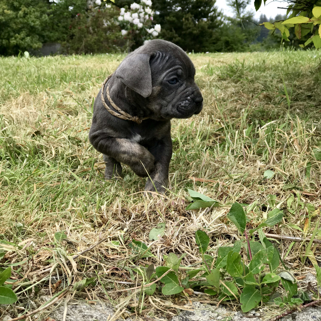 4 week store old cane corso