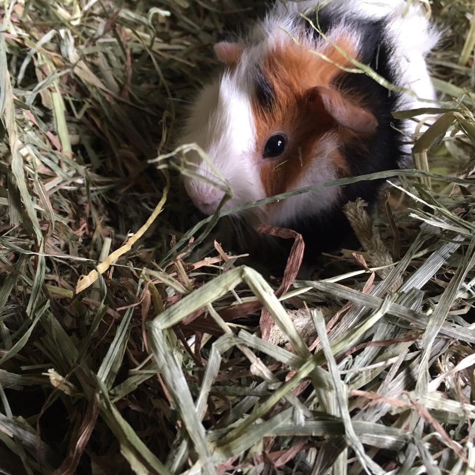 Cavy guinea hot sale pig rescue