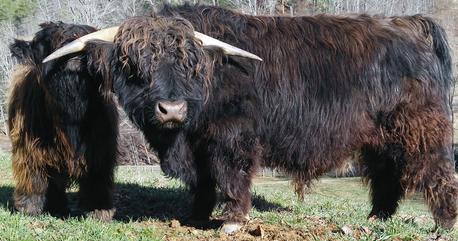 Scottish highland cattle,Black highland cattle,Highland cattle black,Highland cattle, Highland calves