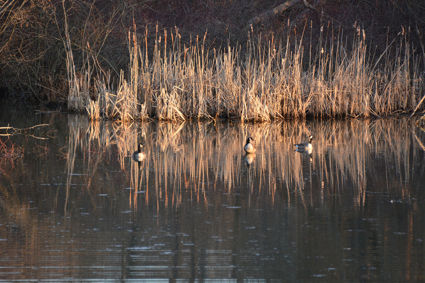 Geese Police of Western Pennsylvania PA boarder collie in action chasing problem canada geese