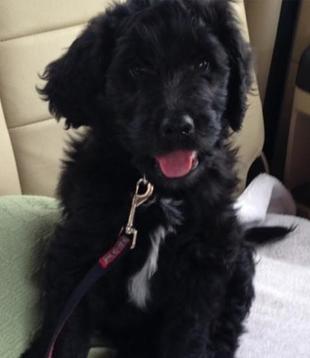 Black and hot sale silver goldendoodle