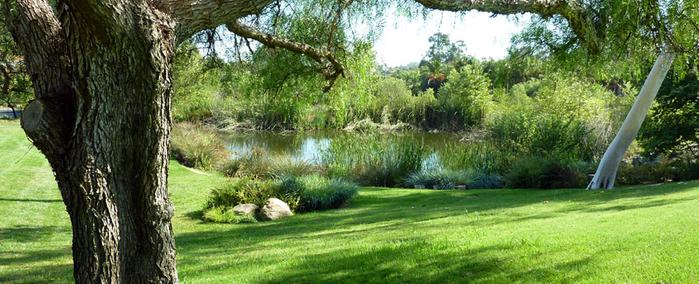 green grass and trees with pond in background