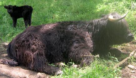 Highland cattle black,Scottish highland cattle,Black highland cattle,Highland cattle, Highland calves