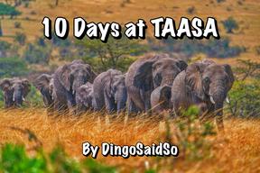 taasa africa tanzania safari wild animals