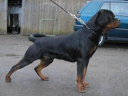 how tough are rottweilers