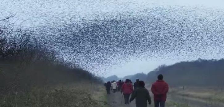 Watch: The Magical Starlings Murmurations