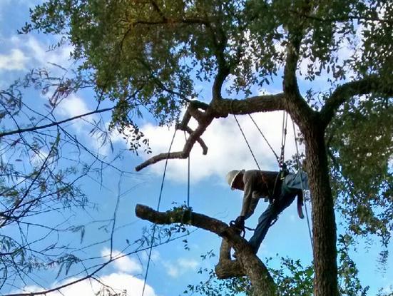 Tree Service In Austin || Garden Experts