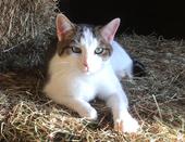 Colby's Army gray and white barn cat