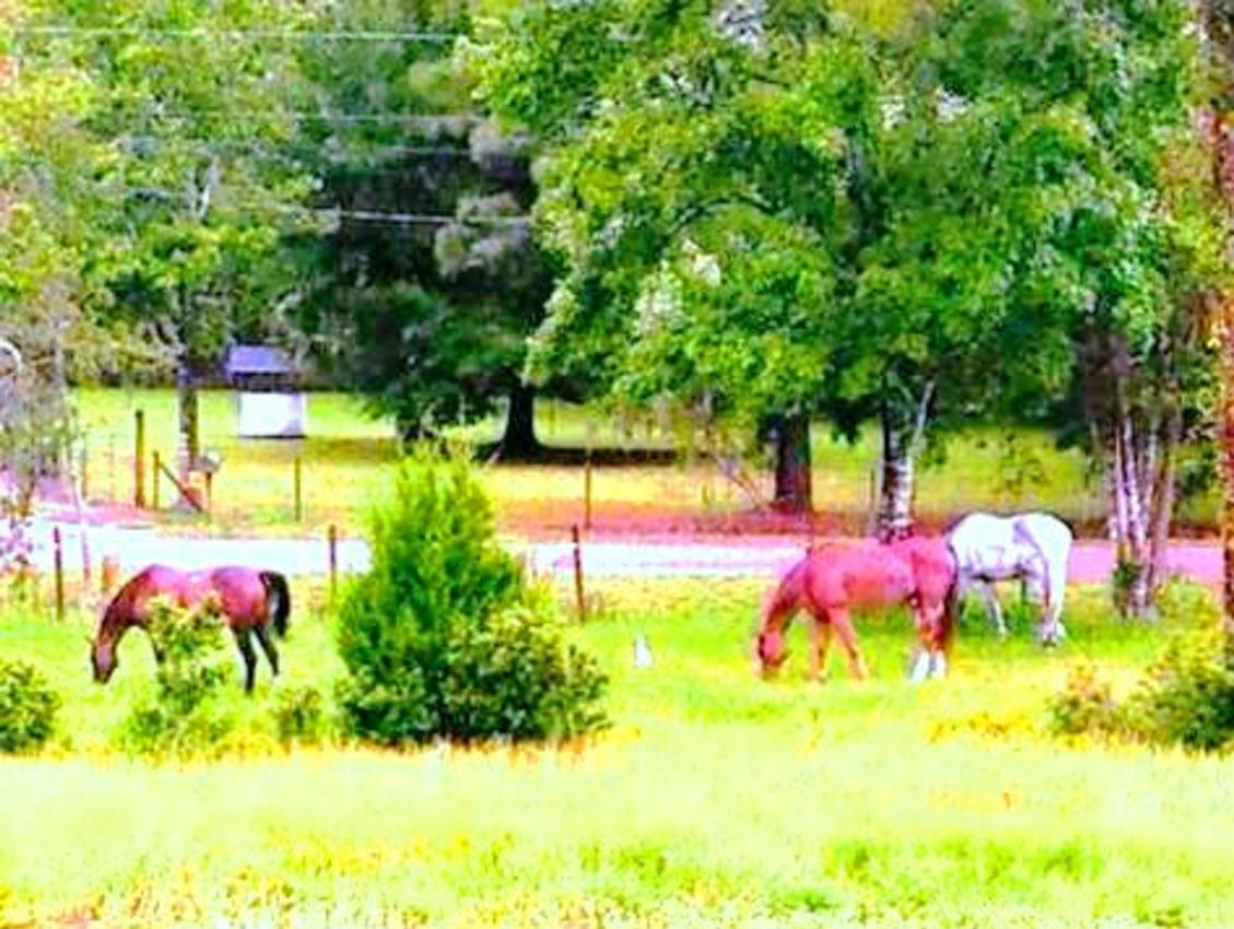 The Gift Horse Farm Saint Augustine, Florida