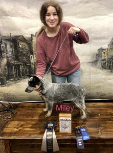 Jms sale mini heelers