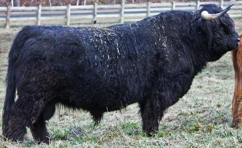 Black highland cattle,Scottish highland cattle, Highland cattle black,Highland cattle, Highland calves