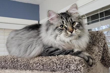 Silver store siberian cat