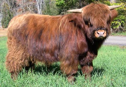 Scottish highland cattle, Highland cattle, Black highland cattle, Highland cattle calves