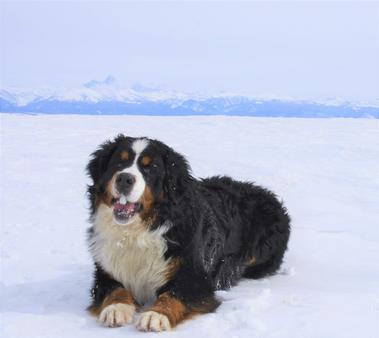 Max the Bernese Dog