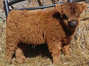 Highland cattle black,Scottish highland cattle,Black highland cattle,Highland cattle, Highland calves