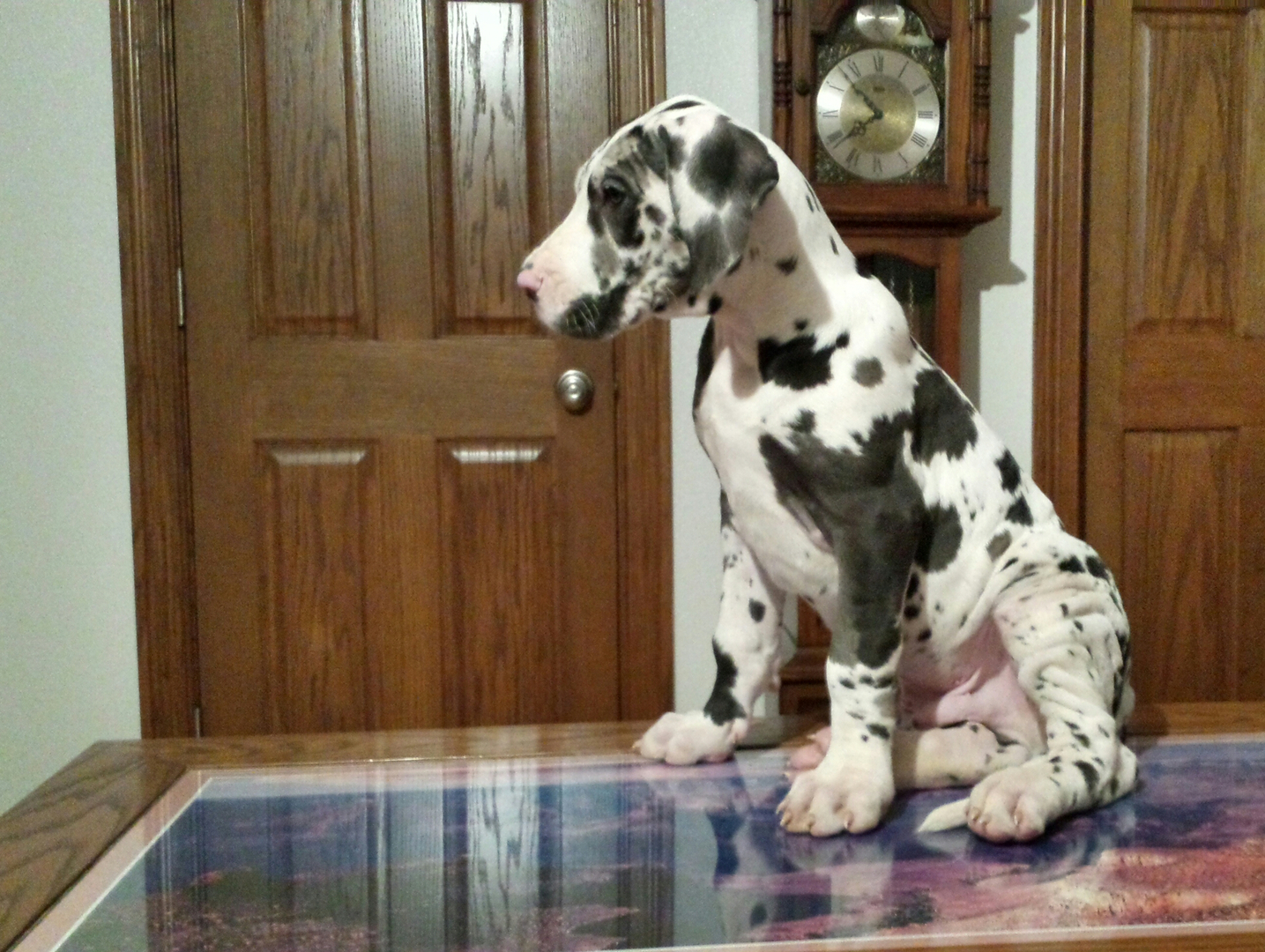 Blue harlequin best sale great dane puppy