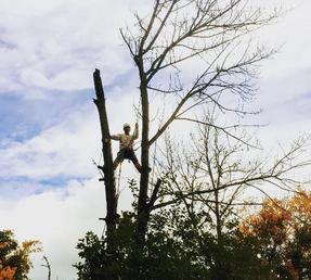 Dead Ash Tree Removal, Located in Stoney Creek, Ontario, Residential Tree Services,