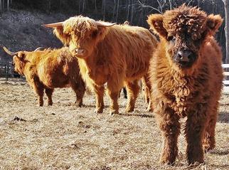 Highland cattle black,Scottish highland cattle,Black highland cattle,Highland cattle, Highland calves