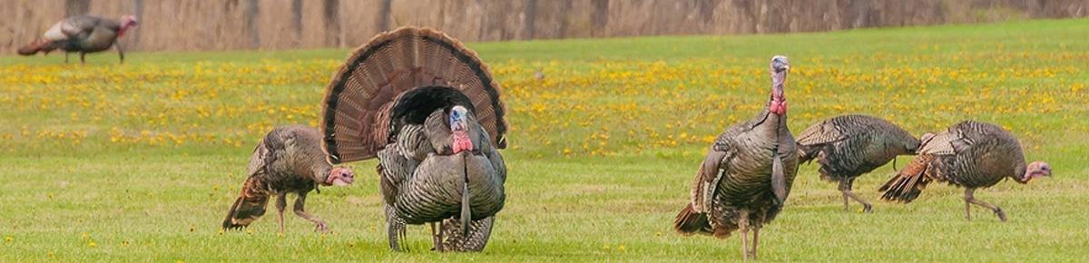 Turkey flock in Southeast Kansas