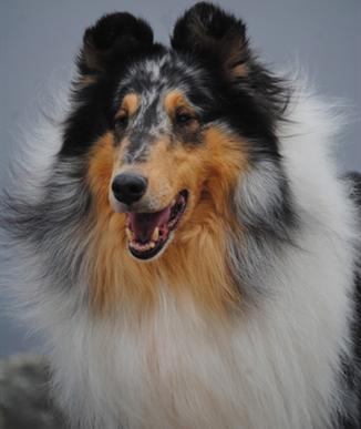 Oak knoll hot sale shelties