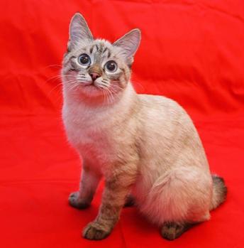 toybob kittens for sale