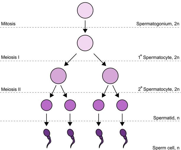 spermatogenèse