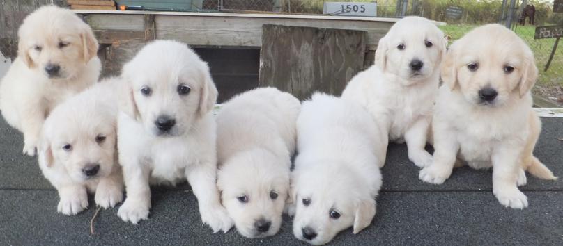 AKC Golden Retriever Puppies - Leroys Country Pups, Plant City Fl