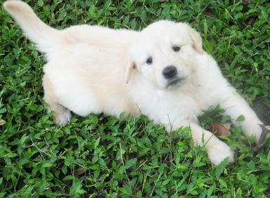 Golden Retriever Breeder Brandon Florida