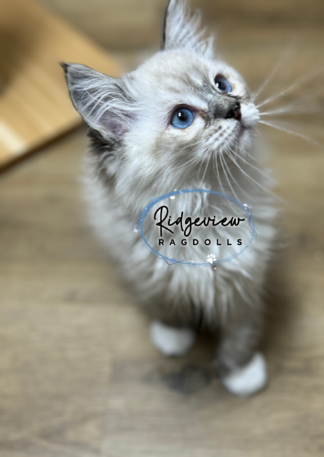 Ridgeview ragdolls hot sale