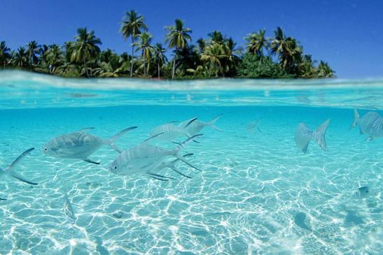 Fish under water Rarotonga Cook Islands