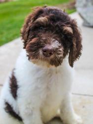 Chocolate and shop white goldendoodle