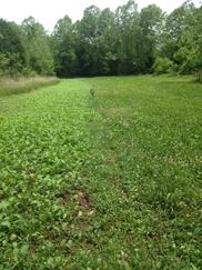 canola and clover stripped food plot