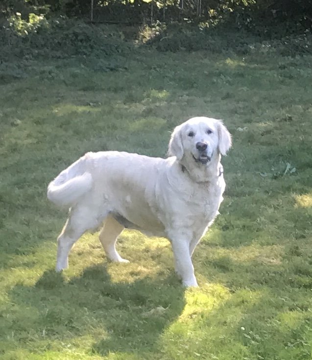 Snow ranch golden hot sale retriever english cream