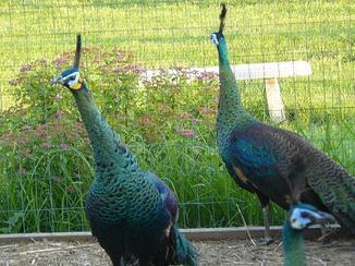 peafowl green java farm muticus legg