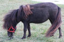 Falabella Miniature Horses - Rocking Horse Ranch