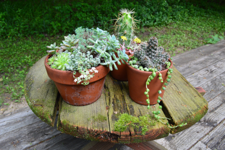 Decorative Pots for Succulents & Cacti