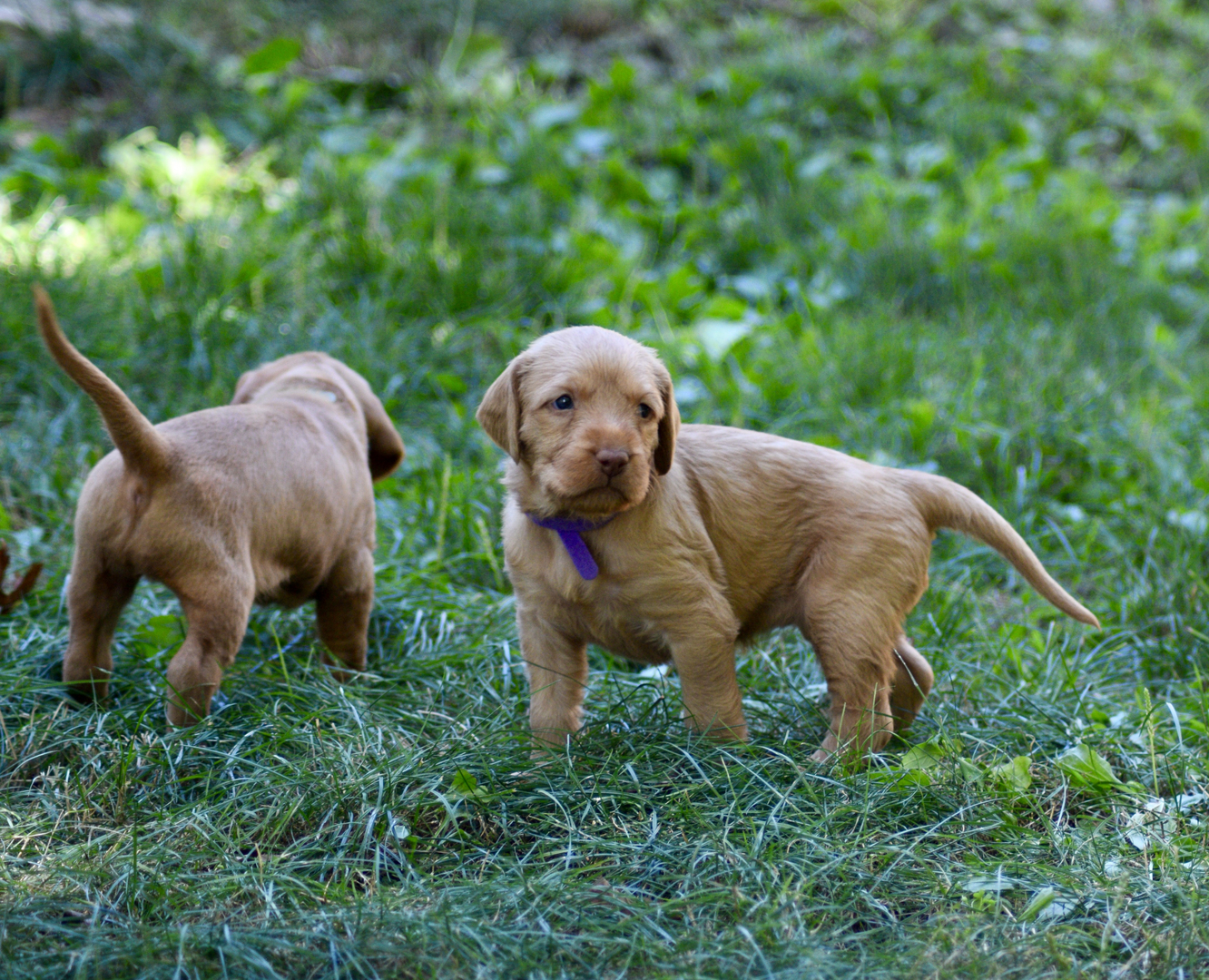 Wirehaired vizsla fashion puppy for