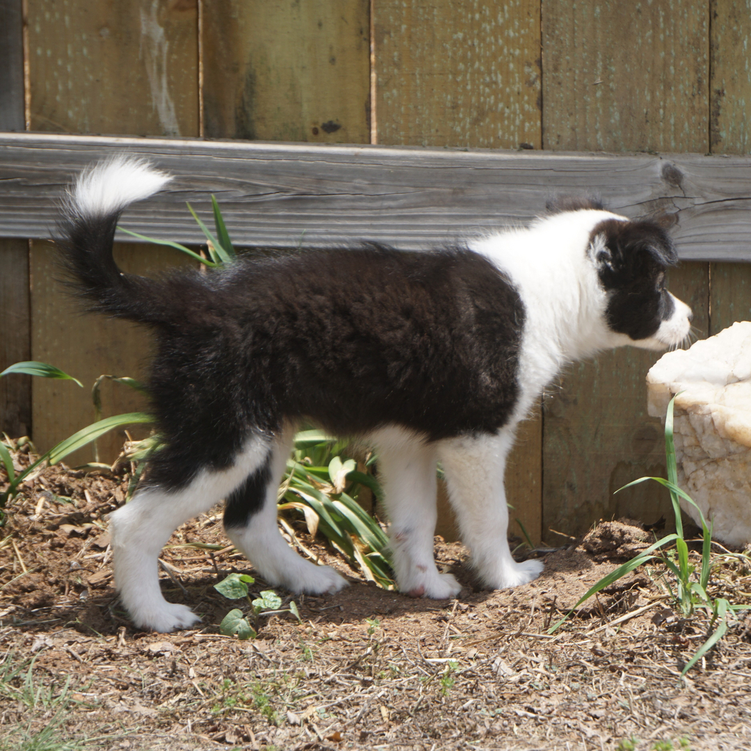 how much is a border collie puppy cost