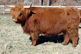 Highland cattle black,Scottish highland cattle,Black highland cattle,Highland cattle, Highland calves