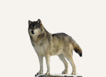Hunting Wolf Czech Republic
