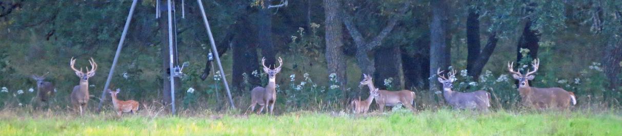 Deer Hunting Ranch