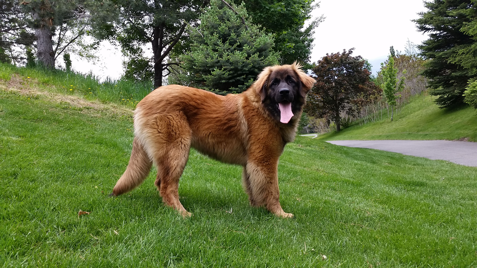 Akc leonberger deals