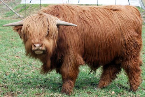 Highland cattle black,Scottish highland cattle,Black highland cattle,Highland cattle, Highland calves