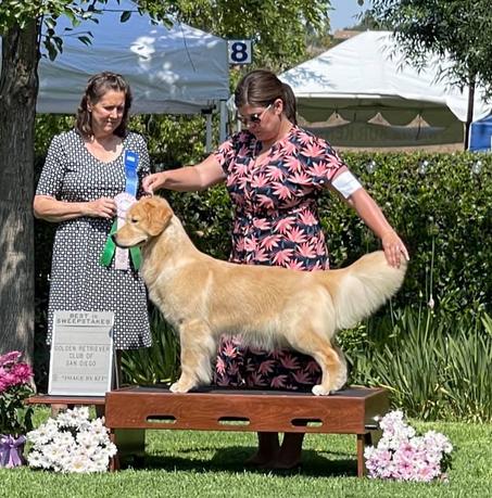 golden retriever dog show win photo with two women behind on green background