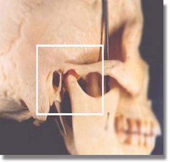 Parte ósea, Articulación Tempormandibular / Dr. Learreta