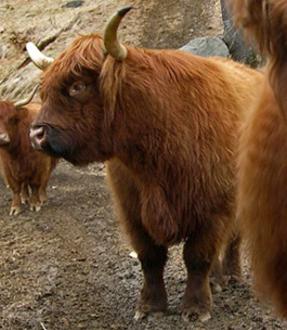 Scottish highland cattle,Black highland cattle,Highland cattle black,Highland cattle, Highland calves