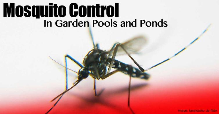 LOCAL MOSQUITO CONTROL SERVICES EDINBURG MCALLEN TEXAS